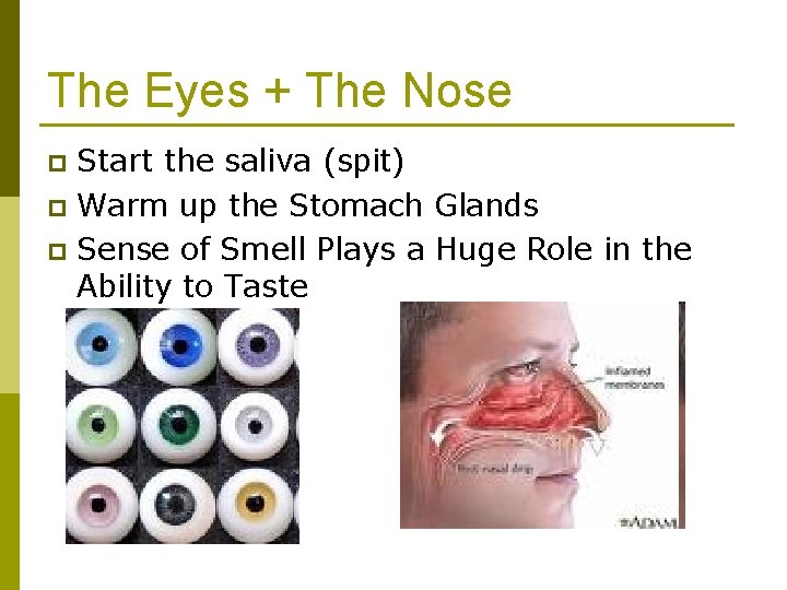 The Eyes + The Nose Start the saliva (spit) p Warm up the Stomach