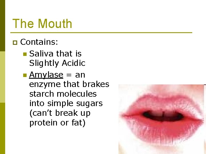 The Mouth p Contains: n Saliva that is Slightly Acidic n Amylase = an