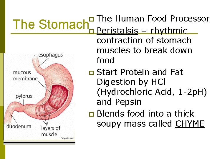 The Human Food Processor Stomachp Peristalsis = rhythmic contraction of stomach muscles to break