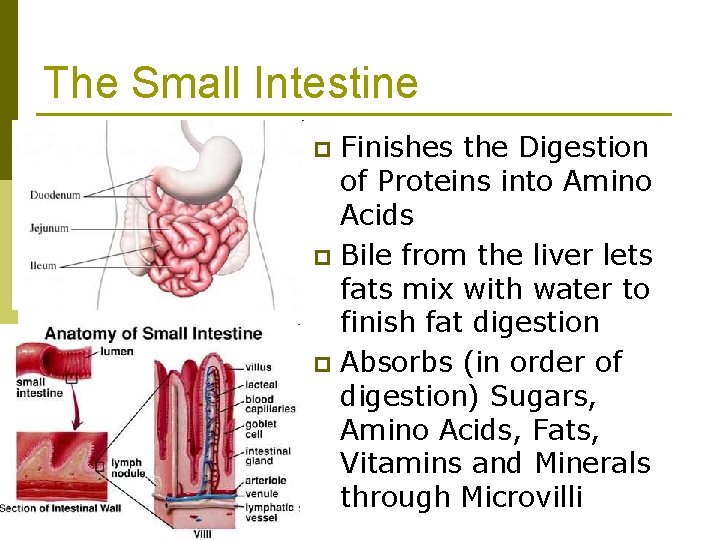 The Small Intestine Finishes the Digestion of Proteins into Amino Acids p Bile from