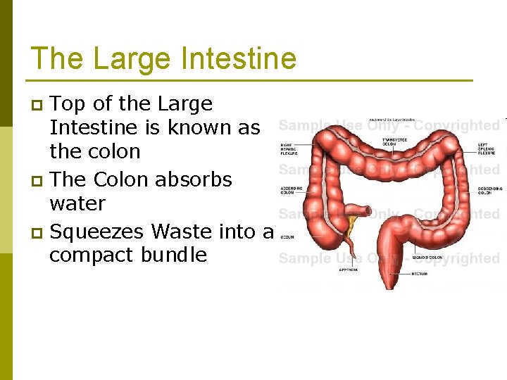 The Large Intestine Top of the Large Intestine is known as the colon p