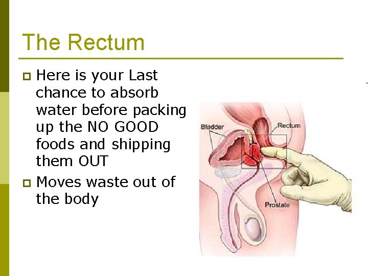The Rectum Here is your Last chance to absorb water before packing up the