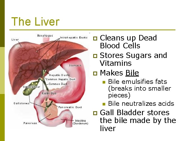 The Liver Cleans up Dead Blood Cells p Stores Sugars and Vitamins p Makes