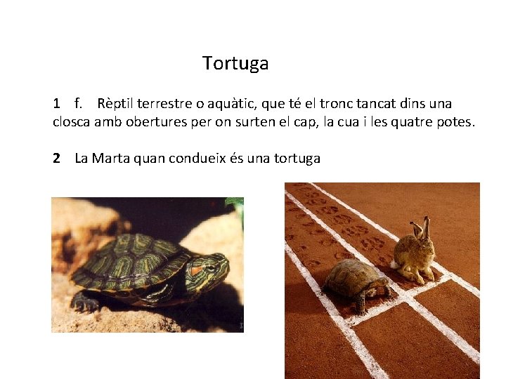 Tortuga 1 f. Rèptil terrestre o aquàtic, que té el tronc tancat dins una Tortuga 1 f. Rèptil terrestre o aquàtic, que té el tronc tancat dins una