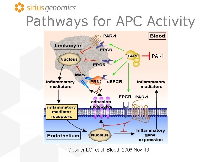 Pathways for APC Activity PAI-1 Mosnier LO, et al. Blood. 2006 Nov 16 