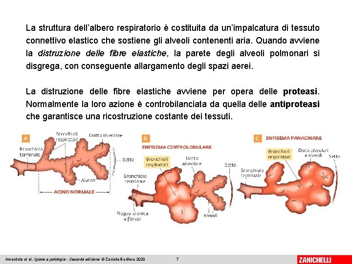 La struttura dell’albero respiratorio è costituita da un’impalcatura di tessuto connettivo elastico che sostiene