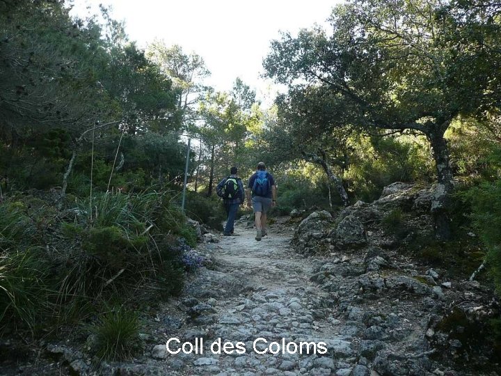 Coll des Coloms 