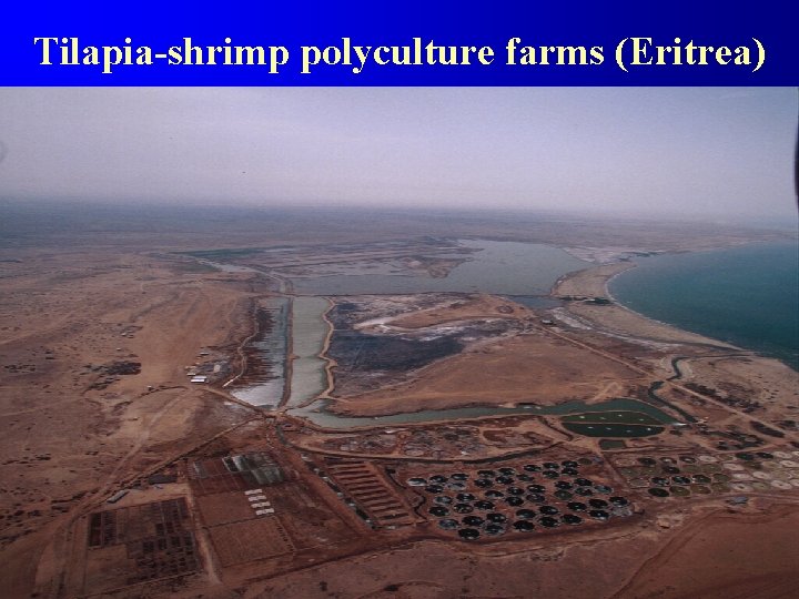 Tilapia-shrimp polyculture farms (Eritrea) 