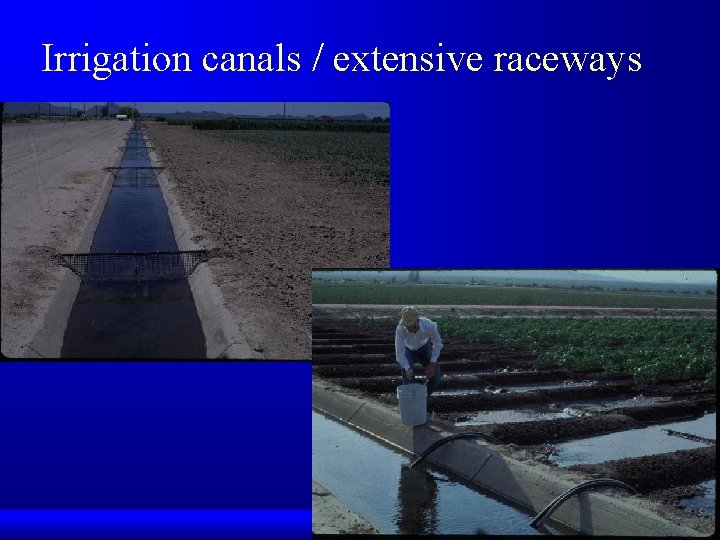 Irrigation canals / extensive raceways 