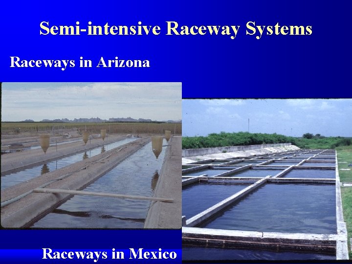 Semi-intensive Raceway Systems Raceways in Arizona Raceways in Mexico 