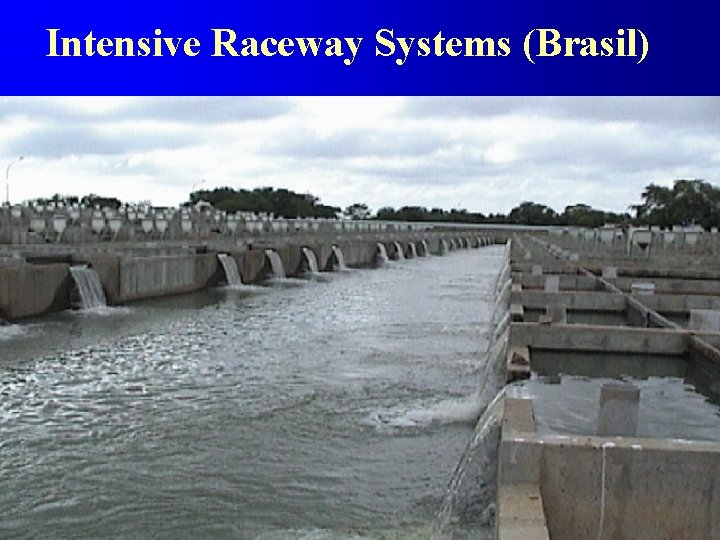 Intensive Raceway Systems (Brasil) 