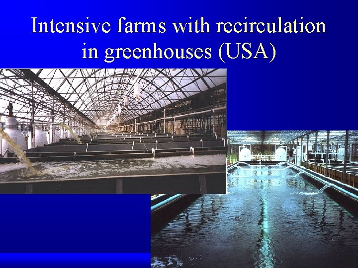 Intensive farms with recirculation in greenhouses (USA) 