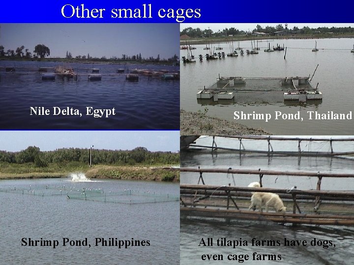 Other small cages Nile Delta, Egypt Shrimp Pond, Philippines Shrimp Pond, Thailand All tilapia