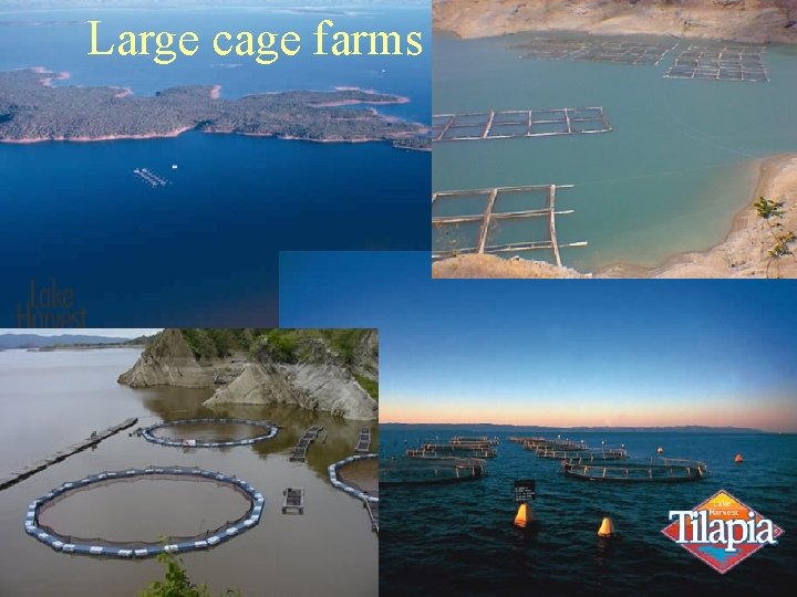 Large cage farms 