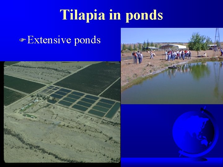 Tilapia in ponds F Extensive ponds 