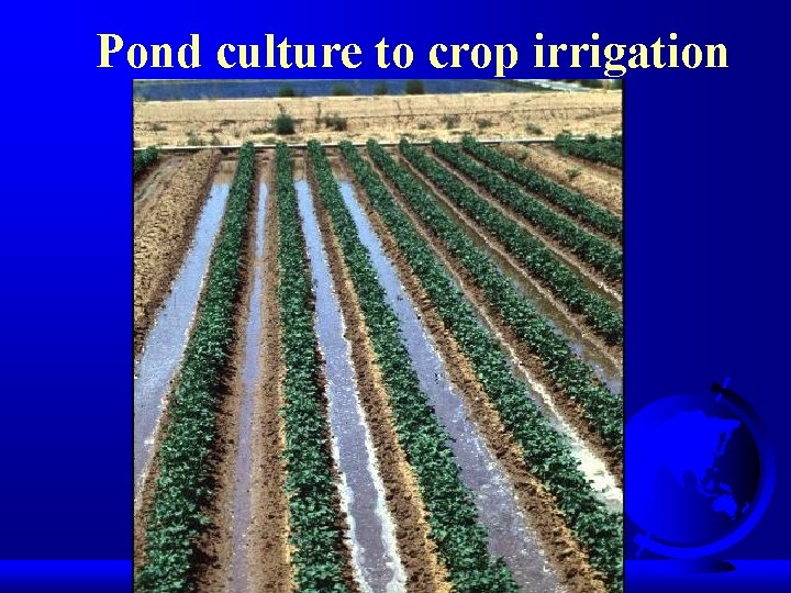 Pond culture to crop irrigation 