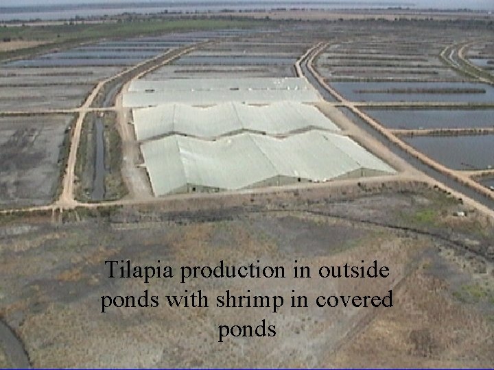 Tilapia production in outside ponds with shrimp in covered ponds 