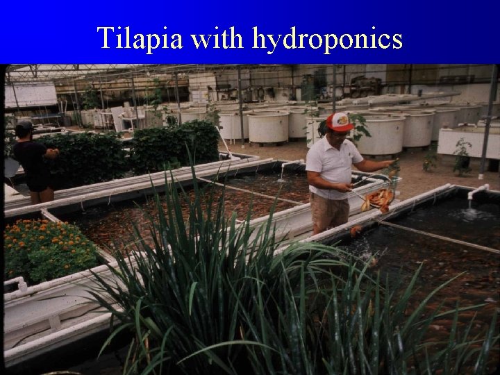 Tilapia with hydroponics 