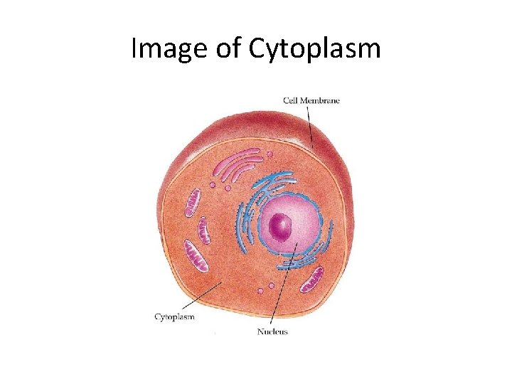 Image of Cytoplasm 