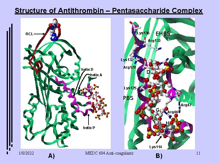 Structure of Antithrombin – Pentasaccharide Complex EHBS Lys 136 RCL Arg 133 Lys 132