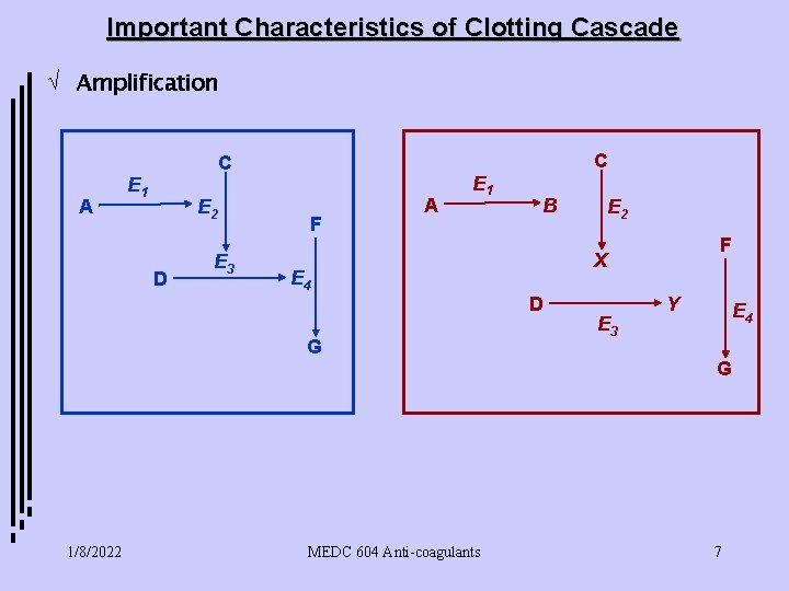 Important Characteristics of Clotting Cascade Ö Amplification C C A E 1 E 2