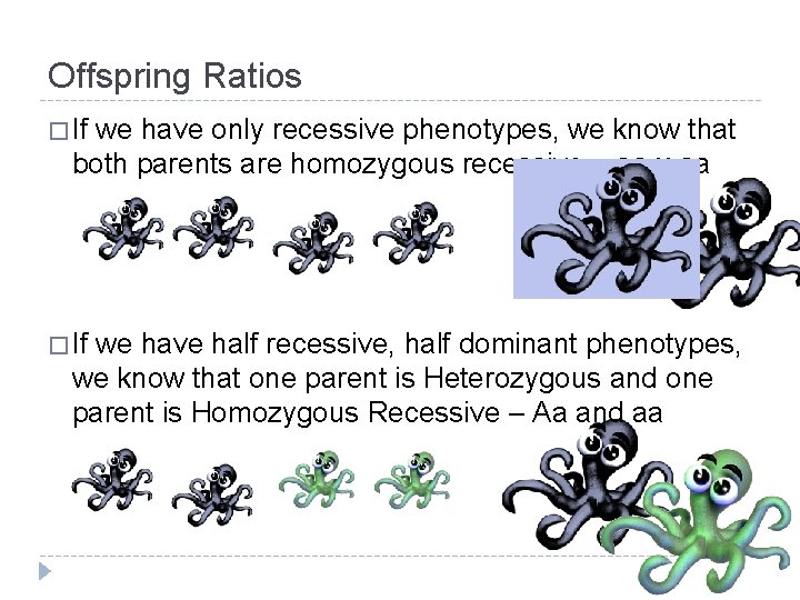 Offspring Ratios � If we have only recessive phenotypes, we know that both parents