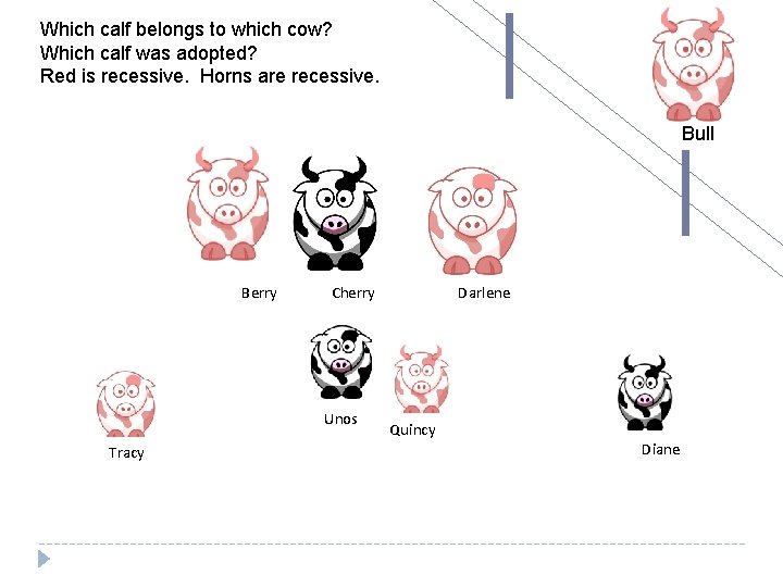 Which calf belongs to which cow? Which calf was adopted? Red is recessive. Horns