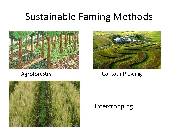 Sustainable Faming Methods Agroforestry Contour Plowing Intercropping 