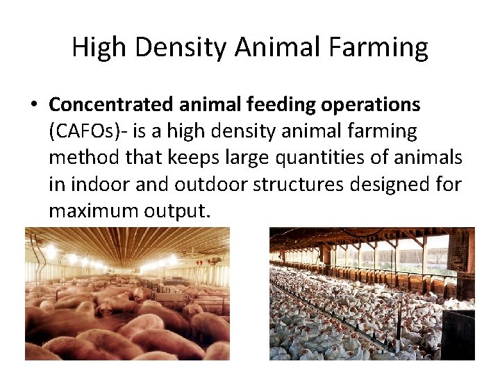 High Density Animal Farming • Concentrated animal feeding operations (CAFOs)- is a high density