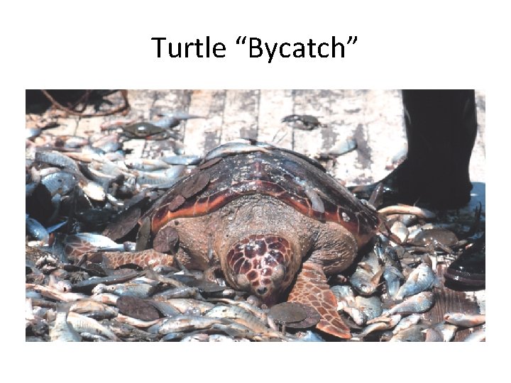 Turtle “Bycatch” 