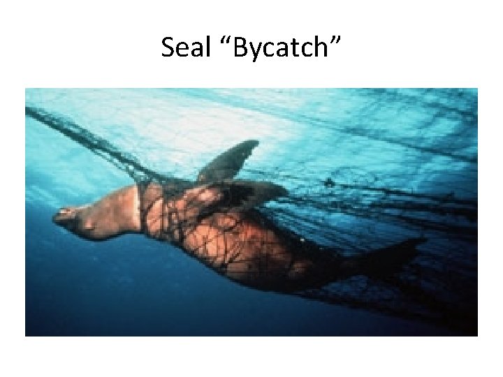 Seal “Bycatch” 