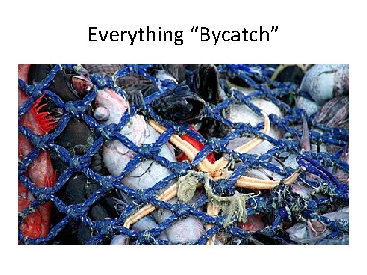 Everything “Bycatch” 