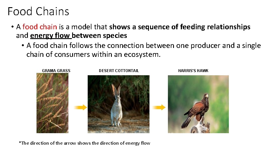 Food Chains • A food chain is a model that shows a sequence of