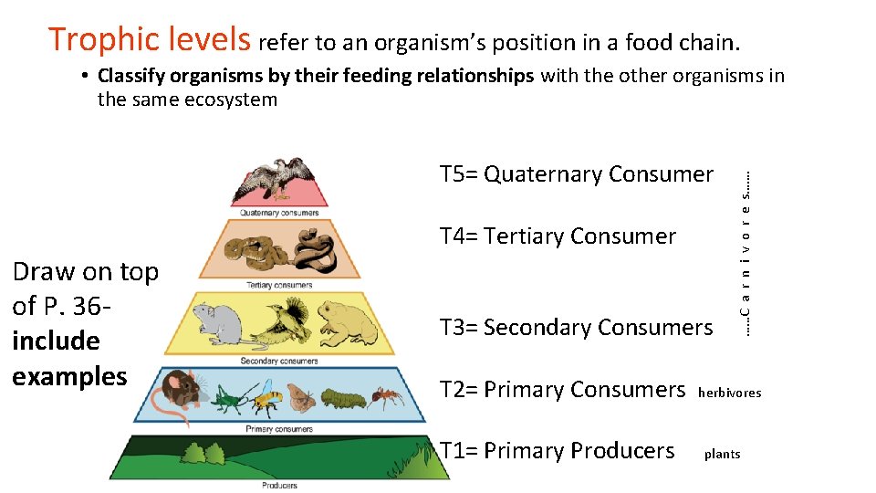 Trophic levels refer to an organism’s position in a food chain. T 5= Quaternary