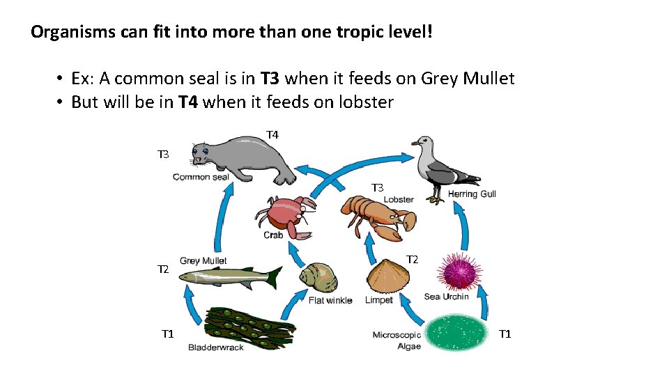 Organisms can fit into more than one tropic level! • Ex: A common seal