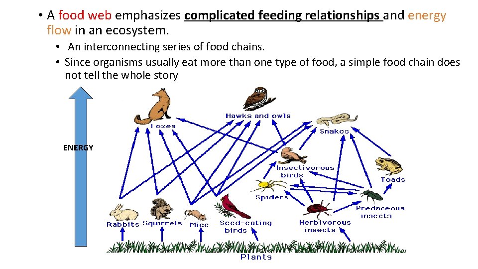  • A food web emphasizes complicated feeding relationships and energy flow in an