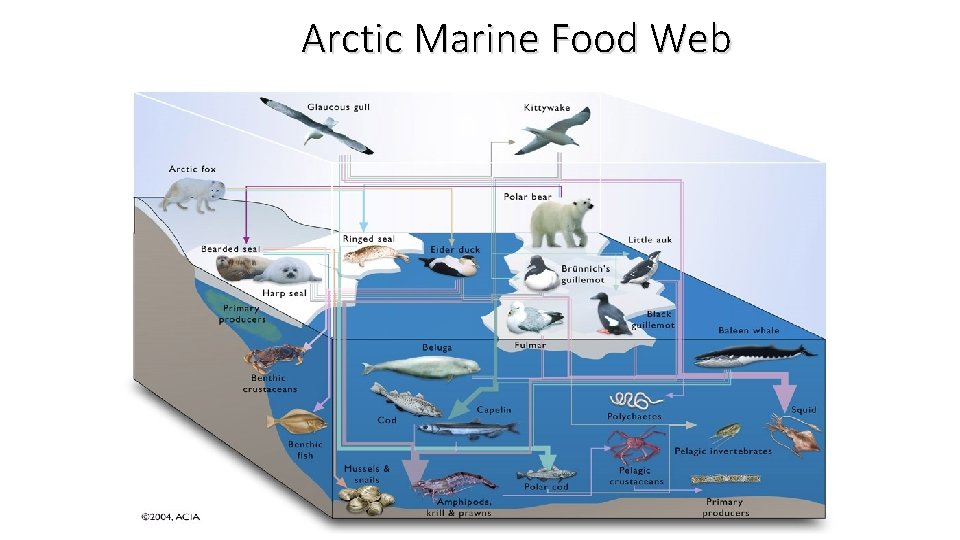 Arctic Marine Food Web 