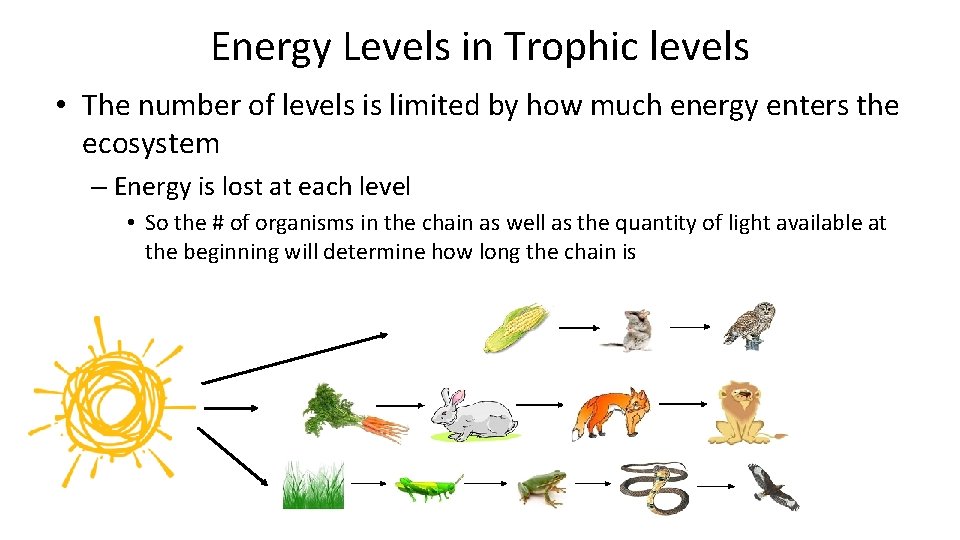 Energy Levels in Trophic levels • The number of levels is limited by how