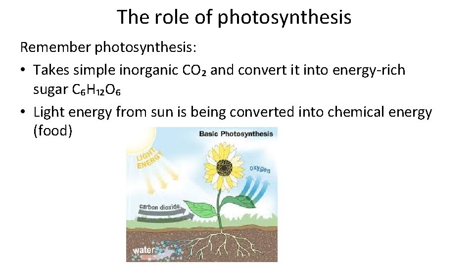 The role of photosynthesis Remember photosynthesis: • Takes simple inorganic CO₂ and convert it