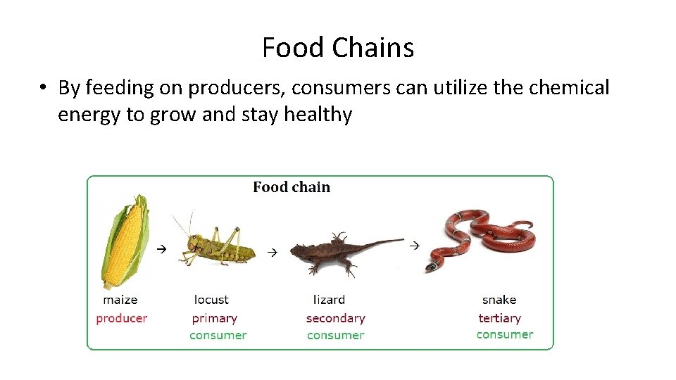 Food Chains • By feeding on producers, consumers can utilize the chemical energy to