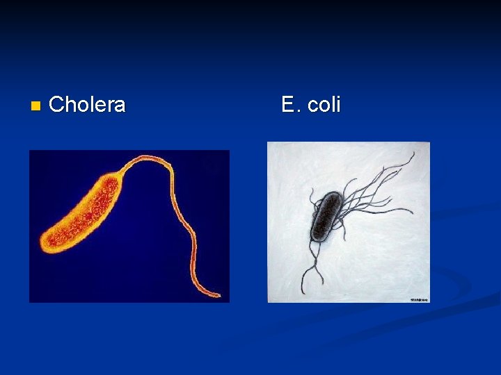 n Cholera E. coli 