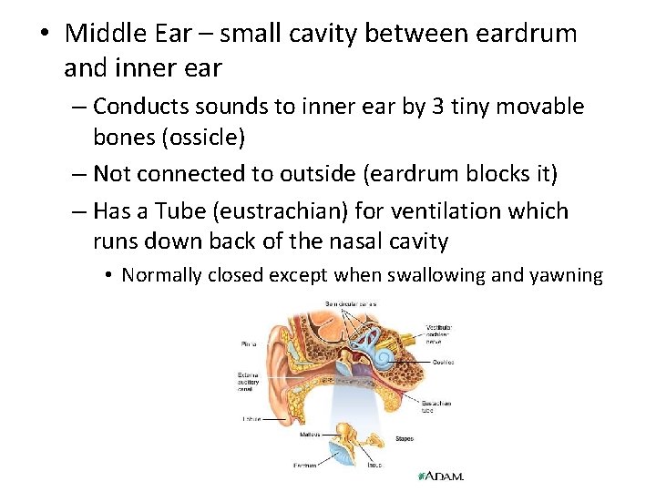  • Middle Ear – small cavity between eardrum and inner ear – Conducts