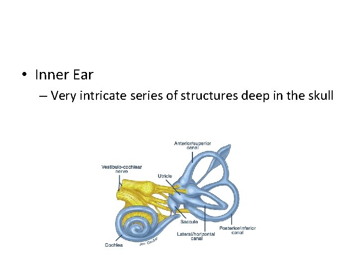  • Inner Ear – Very intricate series of structures deep in the skull
