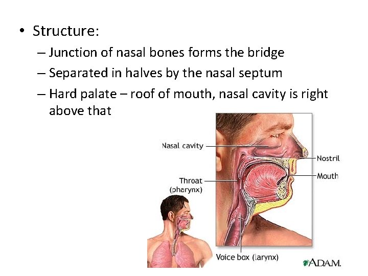  • Structure: – Junction of nasal bones forms the bridge – Separated in