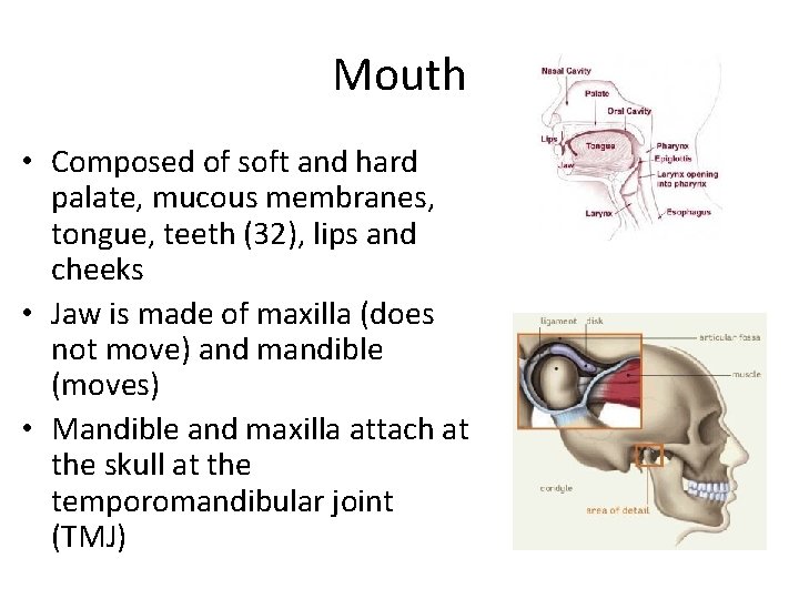 Mouth • Composed of soft and hard palate, mucous membranes, tongue, teeth (32), lips