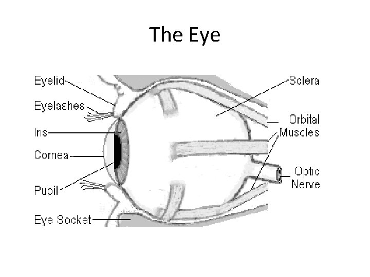 The Eye 