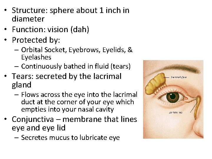  • Structure: sphere about 1 inch in diameter • Function: vision (dah) •