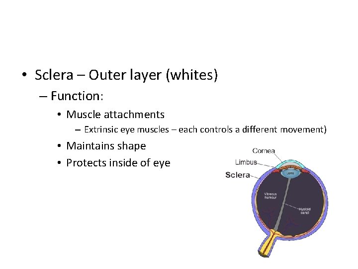  • Sclera – Outer layer (whites) – Function: • Muscle attachments – Extrinsic