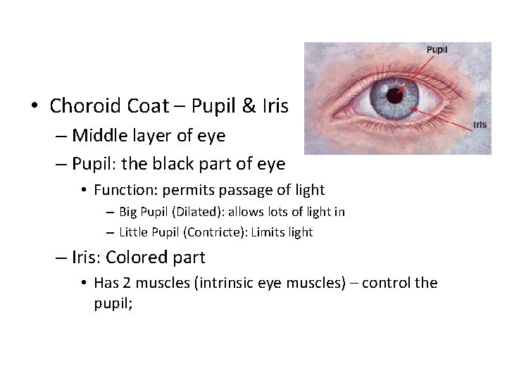  • Choroid Coat – Pupil & Iris – Middle layer of eye –