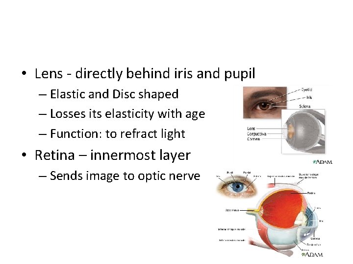  • Lens - directly behind iris and pupil – Elastic and Disc shaped